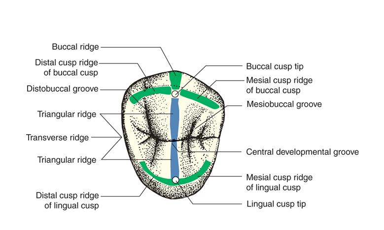 Tooth Morphology – AndyRDHReviews