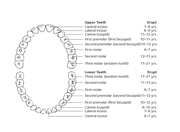 Tooth Development and Eruption – AndyRDHReviews